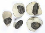 Lot: Assorted Devonian Trilobites - Pieces #79776-1